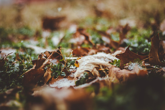 leaves